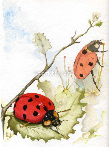 litho219coccinelle_24x32B3_GAtorchon275g.jpg