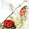 litho219coccinelle 24x32B3 GAtorchon275g