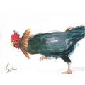 litho264 coq tete 24x19